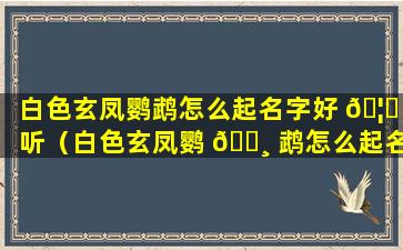 白色玄凤鹦鹉怎么起名字好 🦈 听（白色玄凤鹦 🕸 鹉怎么起名字好听一点）